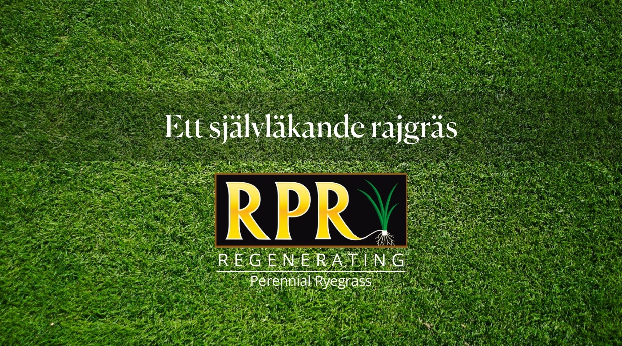 RPR Rajgräs - Starkt som stål